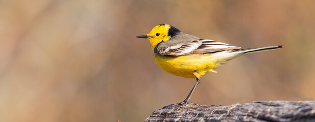 Western Yellow Wagtail The bird is sitting on a branch.