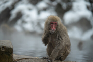 Naklejka premium japanese macaque onsen snow