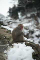 baboon sitting on rock macaque 