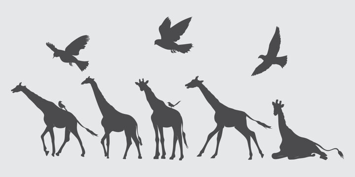 set of giraffe and dove silhouettes. design for illustration elements