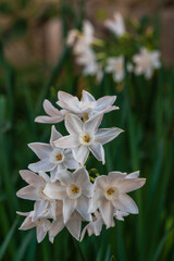 Closeup view of cluster of white flowers of narcissus papyraceus aka paperwhite blooming outdoors in winter garden
