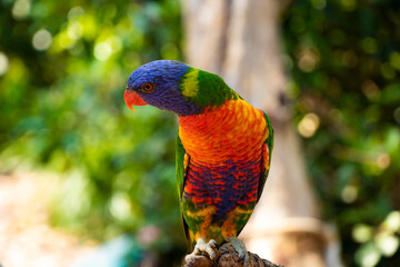 Rainbow lorikeet - Australia