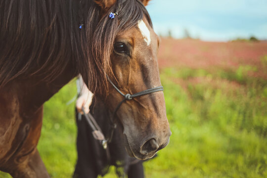 Close up horse with braided hair and decorating with flowers concept photo. Front view photography with blurred background. High quality picture for wallpaper, travel blog, magazine, article