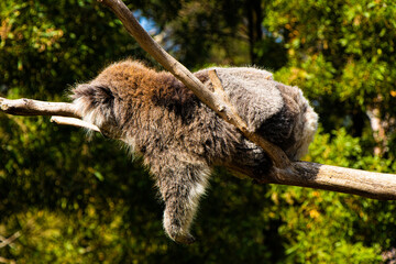 Koala having a lazy day