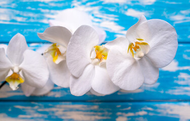 Obraz na płótnie Canvas A branch of white orchids on a blue wooden background 