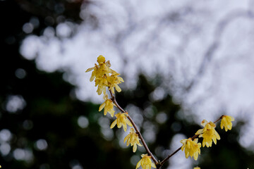 風景素材　早春に咲く綺麗な黄色の蝋梅