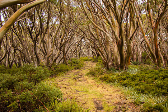 Australian Apline Snowgum Trees