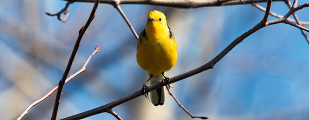 Western Yellow Wagtail The bird is sitting on a branch.