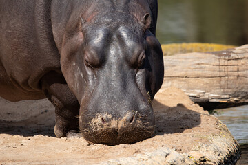 Obraz premium Pygmy Hippo - Female