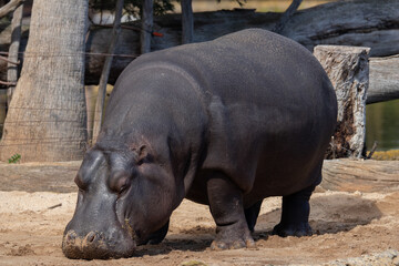 Pygmy Hippopotamus - Female