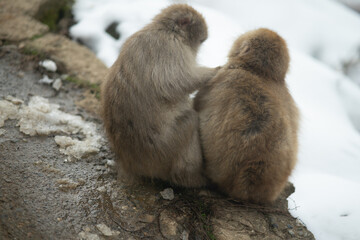 friends of macaque