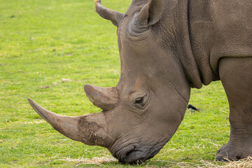 Fototapeta premium Southern White Rhino grazing