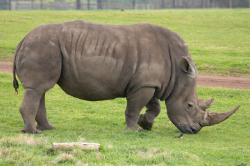 Fototapeta premium Southern White Rhino grazing