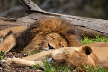 Lions sleeping