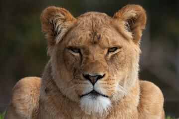 Fototapeta na wymiar Lioness head closeup