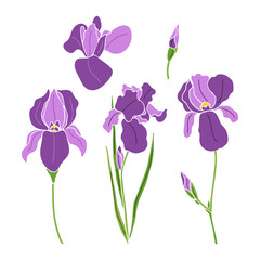 Hand drawn colorful iris flowers set