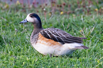 Chiloe Wigeon, male, Tierra del Fuego.
