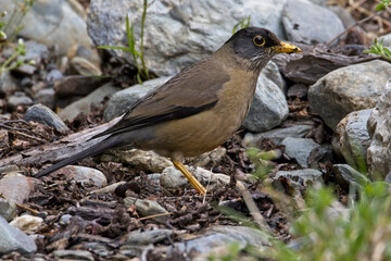 Austral Thrush, Tierra del Fuego National Park, Argentina.