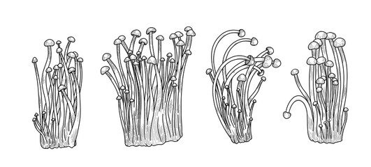 Mushroom vector collection. Asian medical enoki, healthy nutrition diet, gourmet fungus set. Vintage hand draw outline enoki mushrooms © Arhipteia