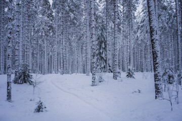 Snow covered pine forest in winter. Lahti, Finland