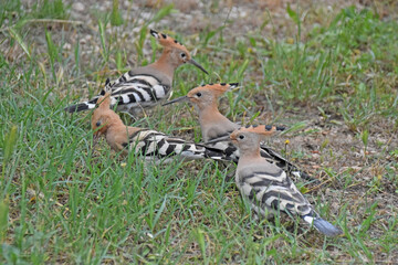 Familie Wiedehopf  © Wiltrud