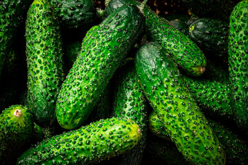 Ripe little cucumbers on the table. 