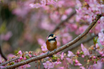 桜と小鳥