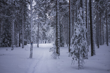 Snow covered pine forest with cross country skier in the distance. Lahti, Finland.