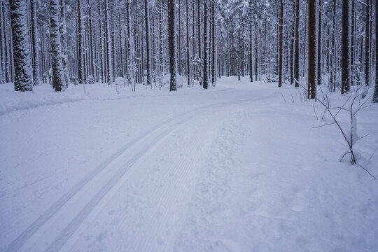 Cross country skiing tracks through snowy forest . Salpausselkä, Lahti, Finland