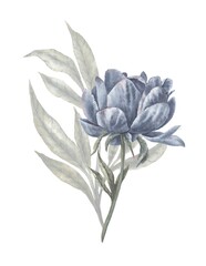 Watercolor indigo blue Peony, Beautiful hand drawn flower, Detailed botanical art illustration for wedding invitation, greeting cards, Navy blue Peonies graphic resources.