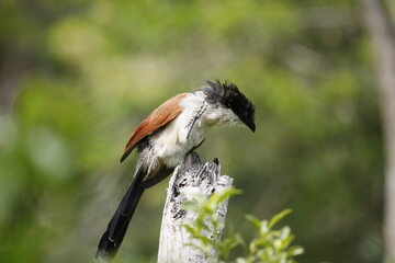 Burchell's coucal (Centropus burchellii), is a species of cuckoo in the Cuculidae family. It is found in sub-Saharan Africa.