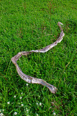 Snake Skin and Grass