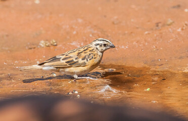 The long-tailed paradise whydah or eastern paradise whydah (Vidua paradisaea) is a small brown sparrow-like East African bird from eastern South Sudan to southern Angola.