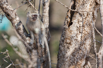 Vervet monkey (Chlorocebus pygerythrus), or simply vervet, the Old World monkey of the African Cercopithecidae family. The term 