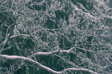 Frozen tree branches in winter time. Abstract winter background