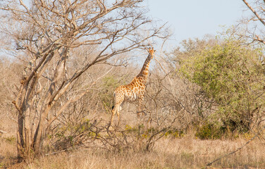 uMkhuze Game Reserve. The Mkuze Game Reserve covers an area of 40,000 hectares in the north of South Africa. There is an incredible safari in the reserve. One of the unique ones is the giraffes.