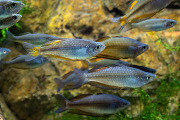 Large school of fish in an aquarium