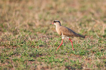 African wattled lapwing (Vanellus senegallus) Although it has seasonal movements, it is a producer...