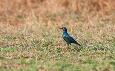 Cape starling (Lamprotornis nitens) or Cape bright starling, is a species of starling in the Sturnidae family. It is found in South Africa.