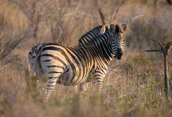 Sodwana Bay National Park within the iSimangaliso Wetland Park, Maputaland, an area of KwaZulu-Natal on the east coast of South Africa.There are many zebras in this park.