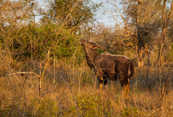 Nyala (Tragelaphus angasii) is an important antelope species in Africa. They live heavily in the İSimangaliso wetland park.