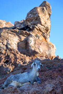 Portrait of a goat at a farm near Arure, La Gomera, Canary Islands, Spain. Picture taken from a hiking trail near Arure towards Valle Gran Rey
