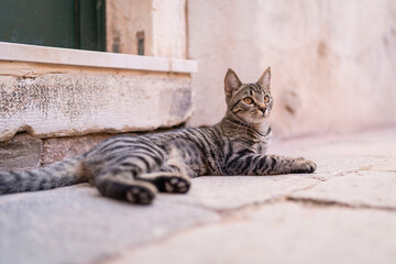Cute domestic short hair cat lying on the street. Cats in Venice.