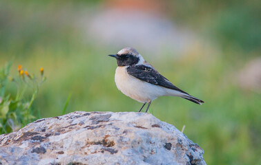 Black-eared Wheatear (Oenanthe hispanica) is a songbird living in arid and rocky places.