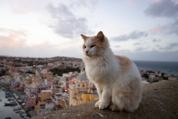 Naklejka na ściany i meble Cats of Procida Island, Italy.