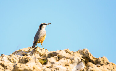 Fototapeta premium Eastern Rock Nuthatch (Sitta tephronota) is lives in the rocky areas of high mountain slopes in the Southeastern Anatolia Region of Turkey. It is also distributed in some countries in Asia and Europe.