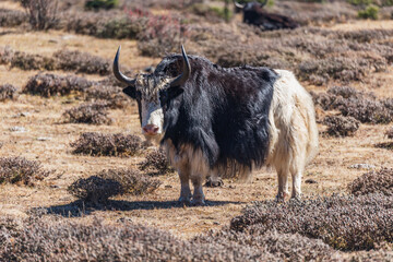 White and black yak on the mountain meadow.