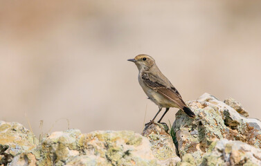 Finsch`s Wheatear (Oenanthe finschii) is one of the most beautiful songbirds in the world. A female is seen in the photo.