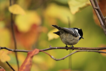 bird on a branch