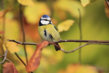 Blue tit on a branch